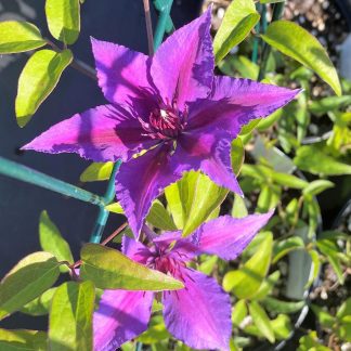 Clematis Edda has purple flowers