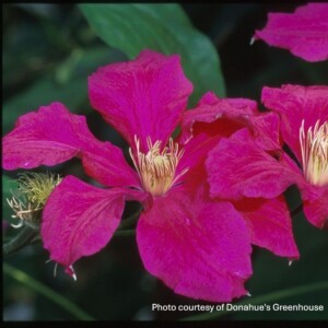 Clematis x 'Ernest Markman'
