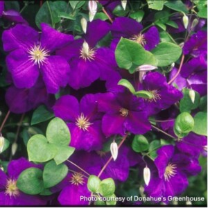 Clematis x 'Jackmanii'