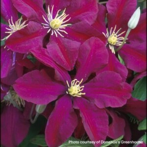 Clematis x 'Niobe'
