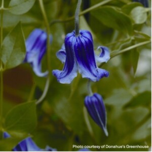 Clematis x 'Rooguchi'