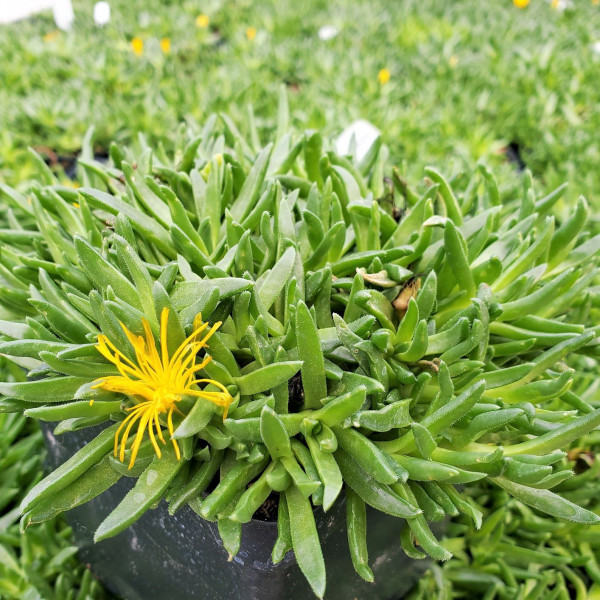 Delosperma congestum (Ice Plant) - Image 2