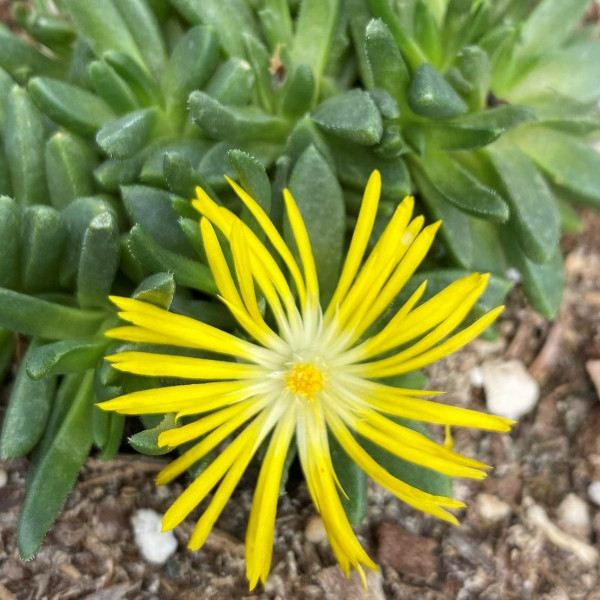 Delosperma congestum has yellow flowers