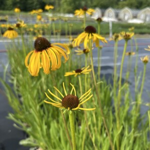 Echinacea paradoxa (Yellow Coneflower)