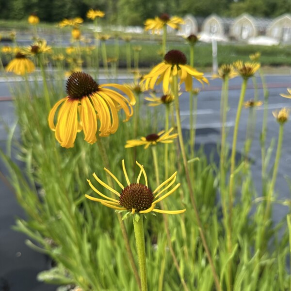 Echinacea paradoxa (Yellow Coneflower)