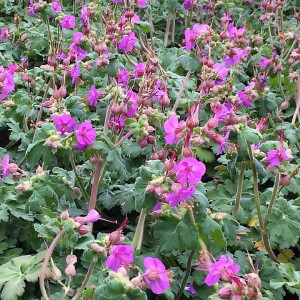 Geranium macrorrhizum 'Bevan's Variety' (Bigroot Cranesbill)