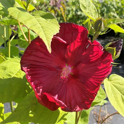 Hibiscus Luna Red has red flowers