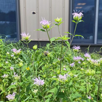 Monarda fistulosa has lavender flowers