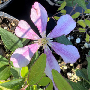 Clematis Liberation has pink flowers