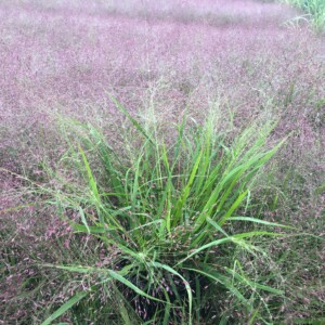 Eragrostis spectabilis (Purple Love Grass)