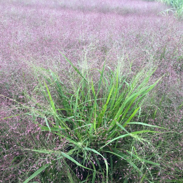 Eragrostis spectabilis (Purple Love Grass)