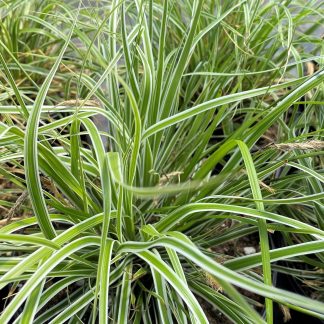 Carex Everest has green and white foliage.