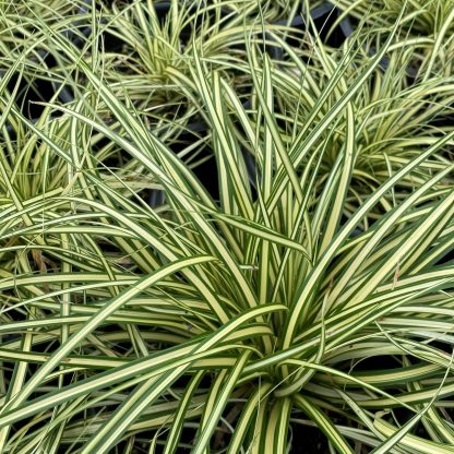 Carex Evergold has cream and green leaves