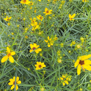 Coreopsis Gilded Lace has yellow flowers