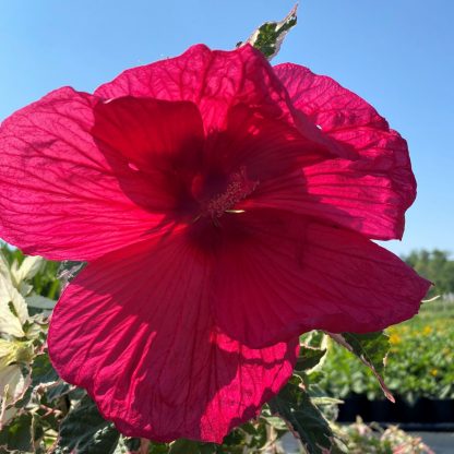 Hibiscus Summer Carnival has red flowers
