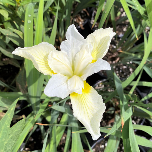 Iris Butter and Sugar have yellow and white flowers