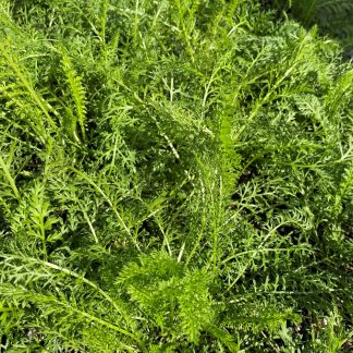 Achillea millefolium has white flowers
