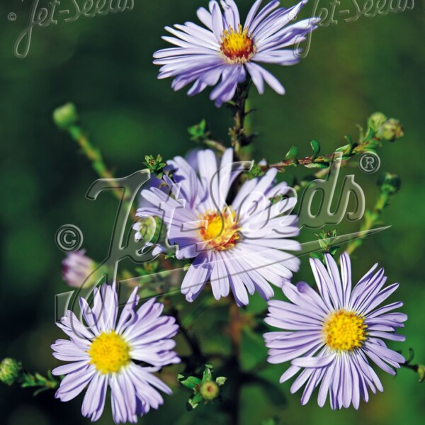 Aster laevis (Smooth Aster)