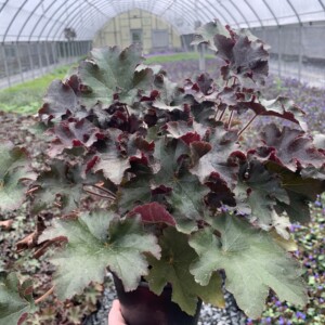 Heuchera villosa 'Bronze Wave' (Coral Bells)