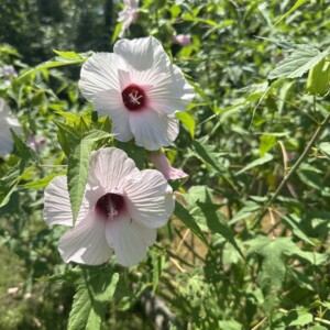 Hibiscus laevis (Rose Mallow)