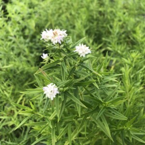 Pycnanthemum virginianum (Virginia Mountain Mint)