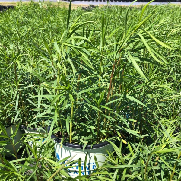 Solidago graminifolia (Grass-Leaved Goldenrod) - Image 2
