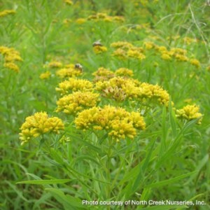 Solidago graminifolia (Grass-Leaved Goldenrod)