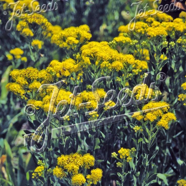 Solidago rigida (Stiff Goldenrod)