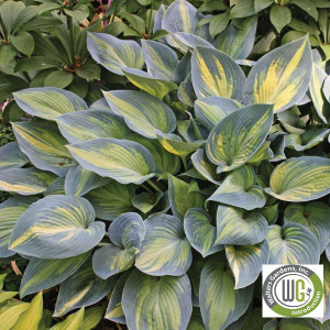 Hosta x 'June'