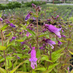 Penstemon smallii (Small's Beardtongue)