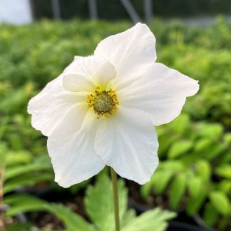 Anemone sylvestris has white flowers