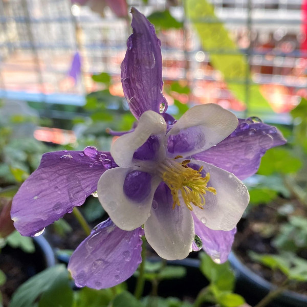 Aquilegia 'Songbird Mix' (Columbine)