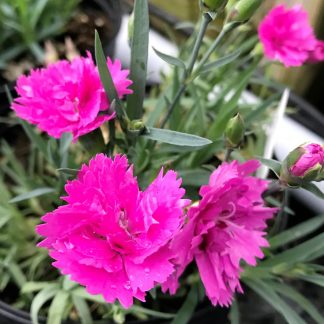 Dianthus Everlast Orchid has pink flowers