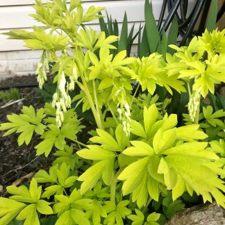 Dicentra White Gold has white flowers