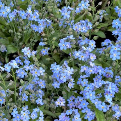 Myosotis Mon Amie Blue has blue flowers
