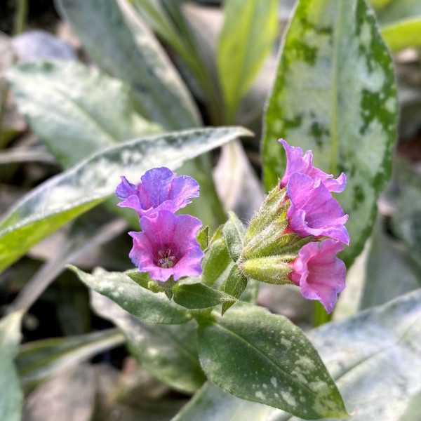 Pulmonaria x 'Silver Bouquet' (Lungwort) PP#20,059 - Image 2