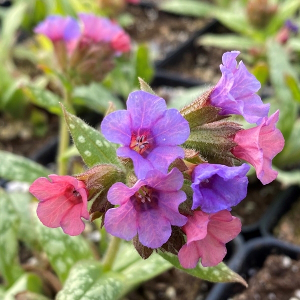 Pulmonaria x 'Silver Bouquet' (Lungwort) PP#20,059
