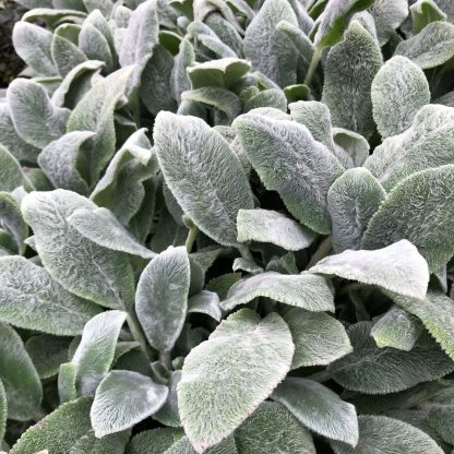 Stachy Silver Carpet has silver leaves