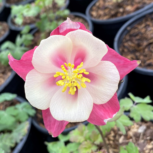 Aquilegia 'Songbird Mix' (Columbine) - Image 3