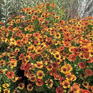 Helenium Fuego has orange and yellow flowers