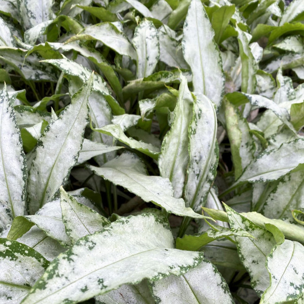Pulmonaria x 'Silver Bouquet' (Lungwort) PP#20,059 - Image 3