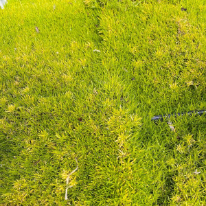 Sagina subulata 'Aurea' (Golden Irish Moss)