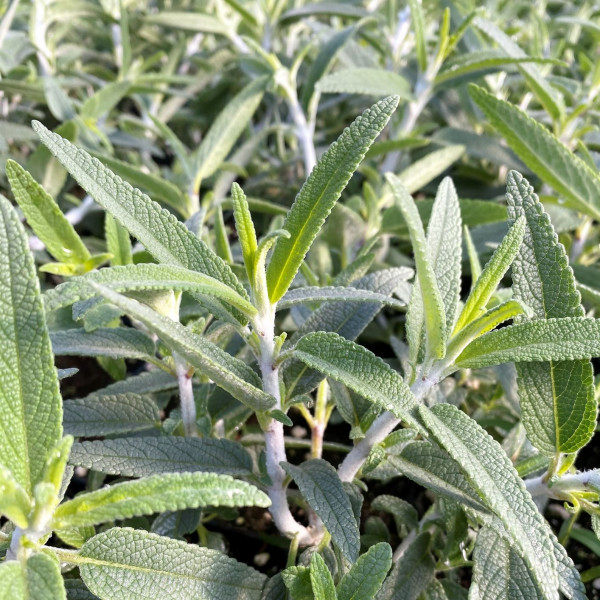 Salvia leucantha ‘Santa Barbara’ (Mexican Bush Sage) - Image 2