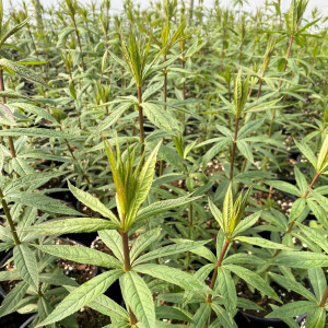 Veronicastrum virginicum (Culver's Root)