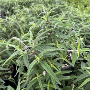 Salvia leucantha ‘Santa Barbara’ (Mexican Bush Sage)