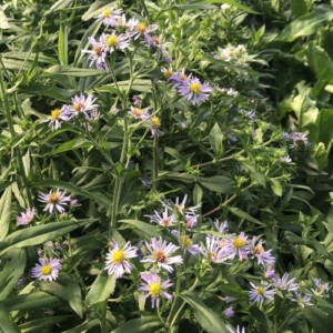 Aster puniceus