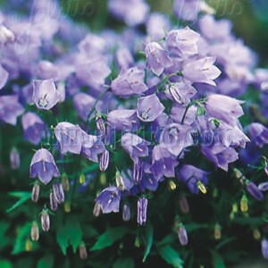 Campanula cochlearifolia ‘Bavaria Blue’ (Dwarf Bellflower)