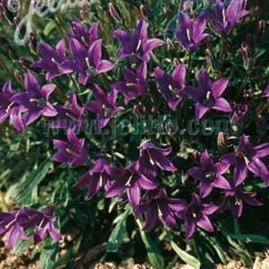 Campanula aucheri (Bellflower)