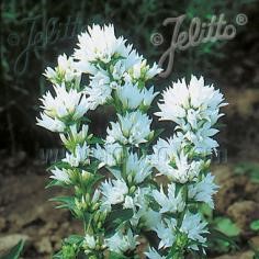 Campanula glomerata var. alba (Clustered Bellflower)