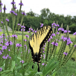 Verbena hastata (Blue Vervain)